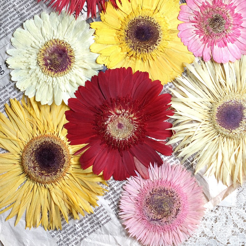 Resin Art Phone Case - 1 قطعة/7-9 سنتيمتر ، ضغط Gerbera