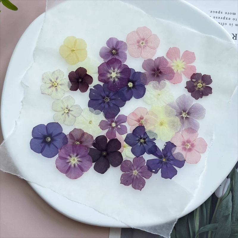 12 قطعة، زهور مجففة مضغوطة شبه - مراجعة Resin Art Phone Case وسعره